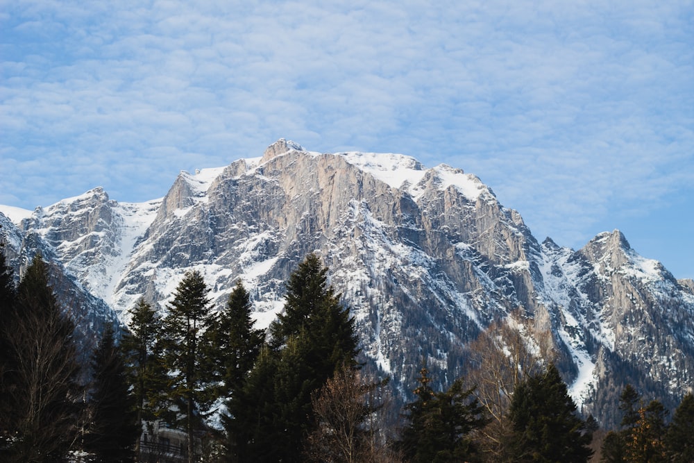 green trees near mountain under blue sky during daytime