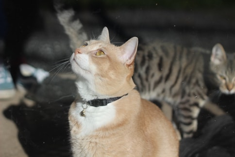 orange tabby cat with white and black collar