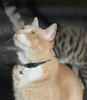 orange tabby cat with white and black collar