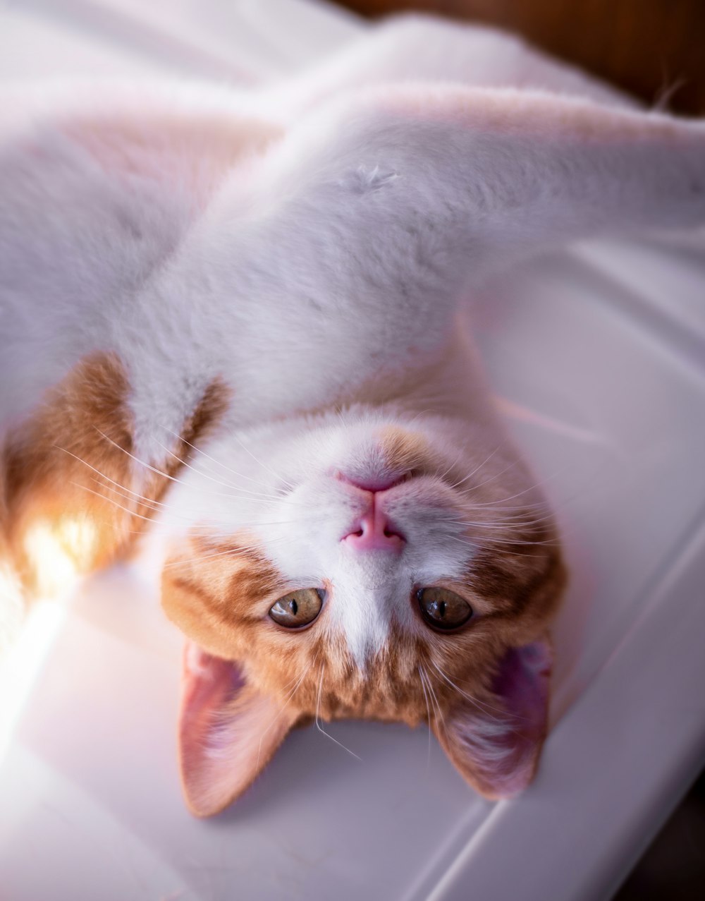 orange and white cat lying on white ceramic bathtub