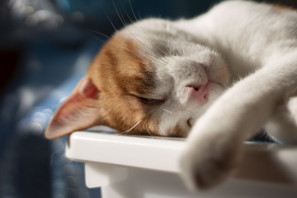 orange and white cat lying on white plastic container