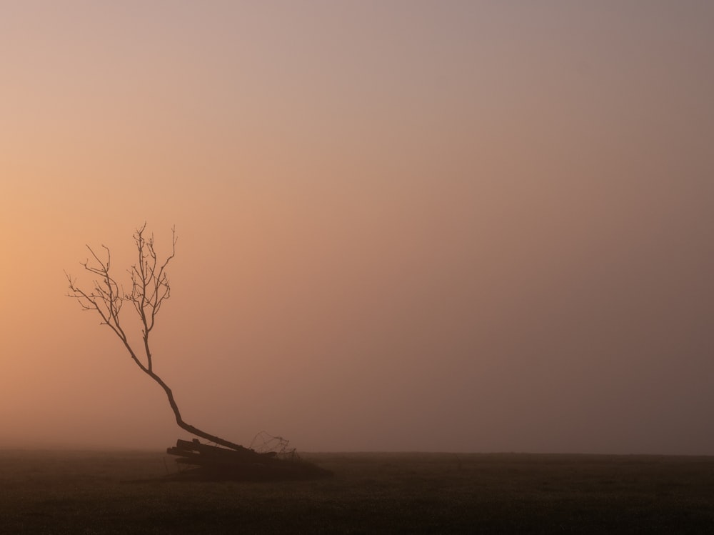 leafless tree on gray field