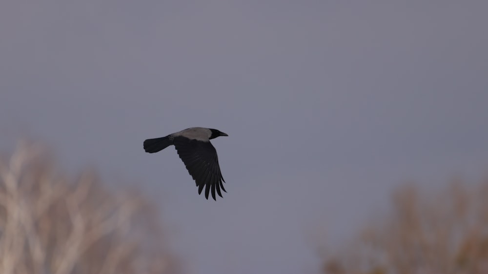 pájaro blanco y negro volando