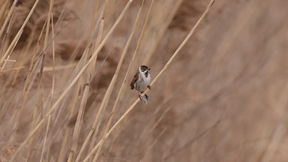 white and black bird on brown tree branch during daytime