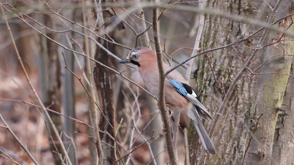 pájaro marrón y azul en la rama de un árbol marrón durante el día