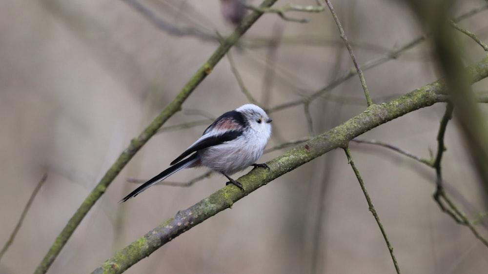 white and black bird on tree branch