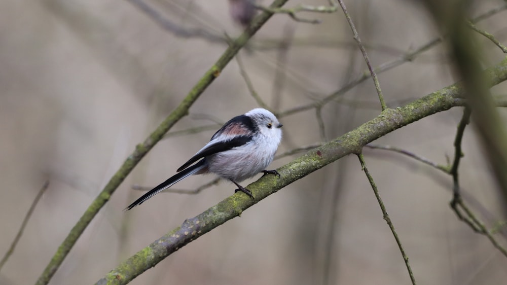 pássaro branco e preto no galho da árvore