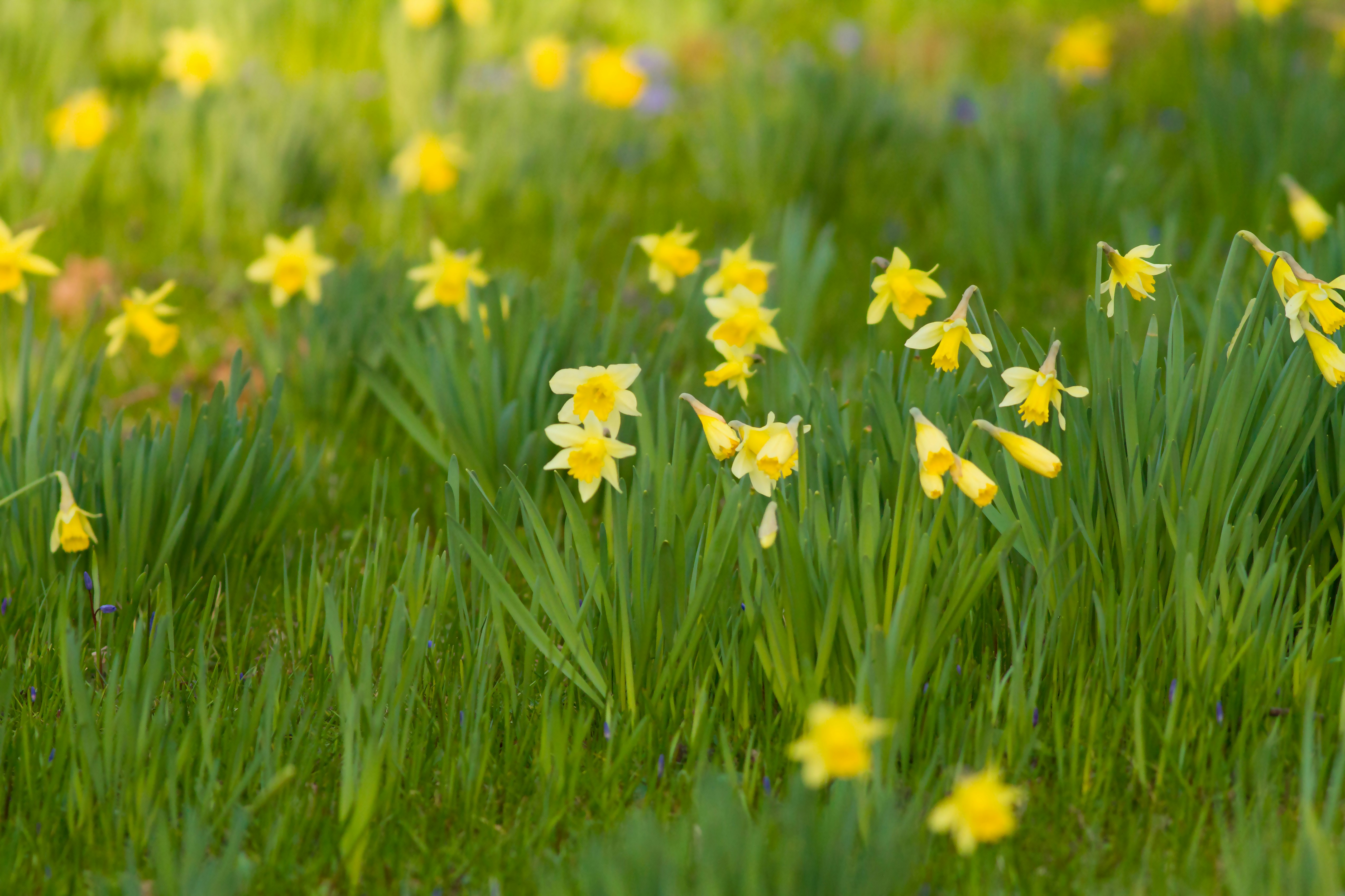 white and yellow flowers on green grass field