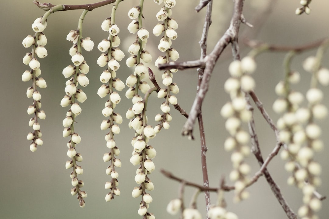 yellow round fruits on brown tree branch