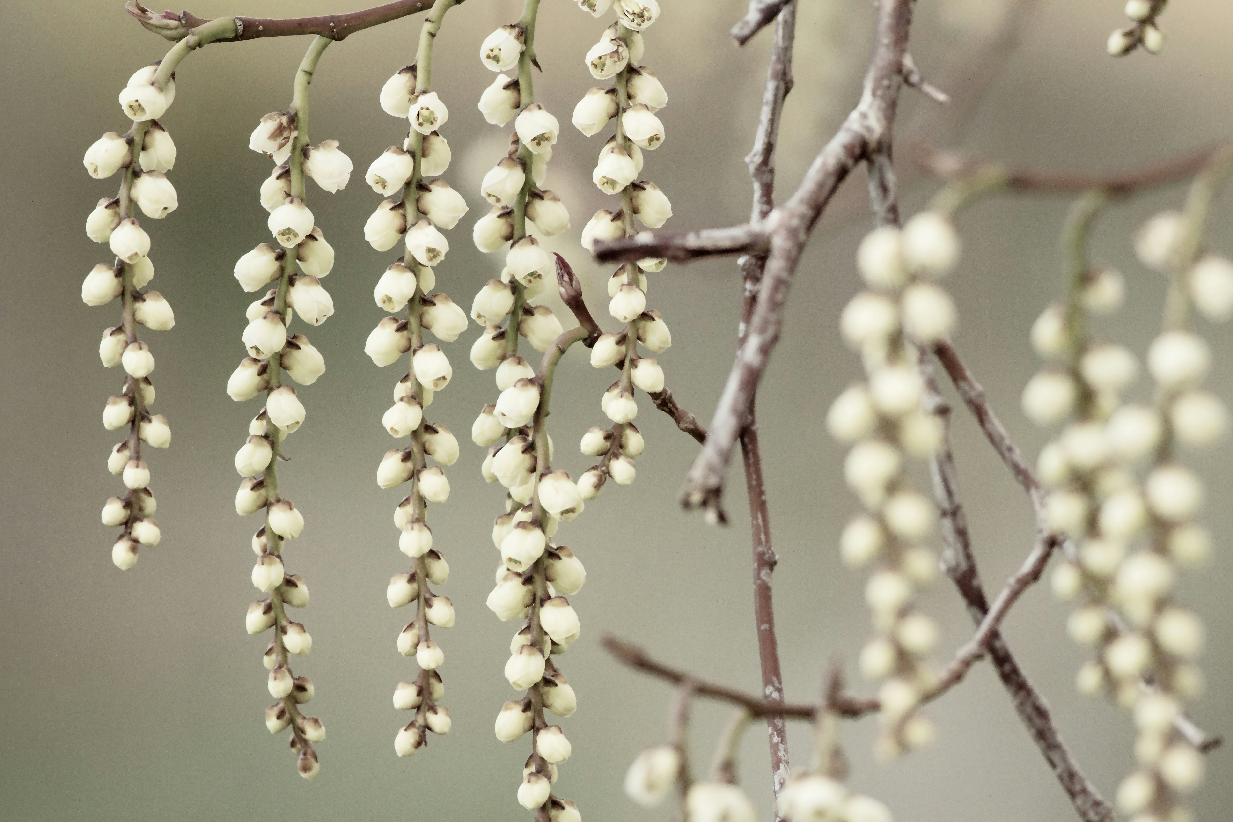 yellow round fruits on brown tree branch