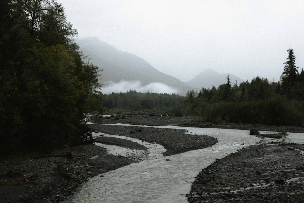 green trees near river during daytime