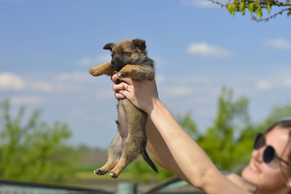 brown and black short coated dog