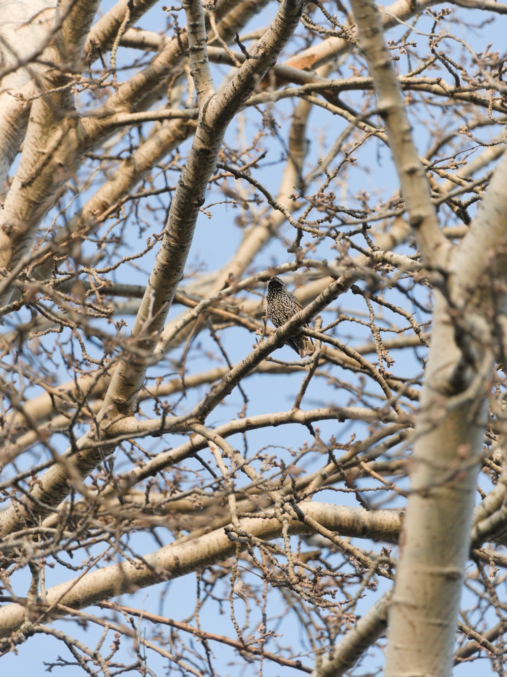 brown bird on brown tree branch during daytime