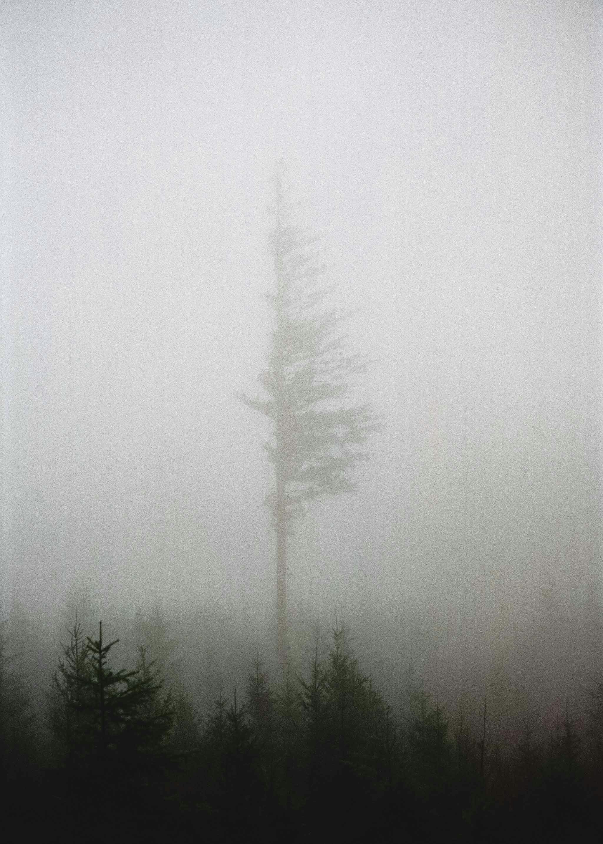pinos verdes cubiertos de niebla