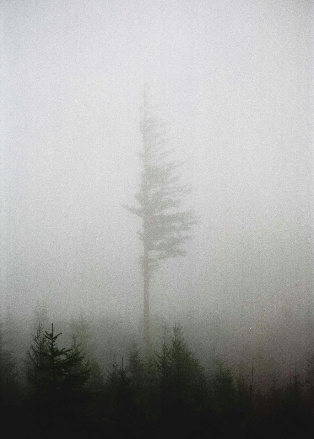 green pine trees covered with fog