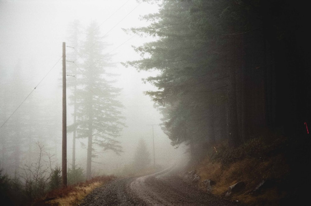 road between trees covered with fog