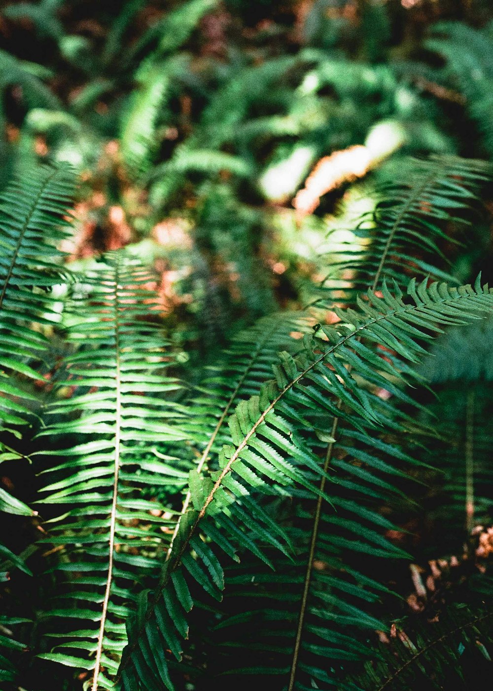 Grüne Farnpflanze in Nahaufnahme