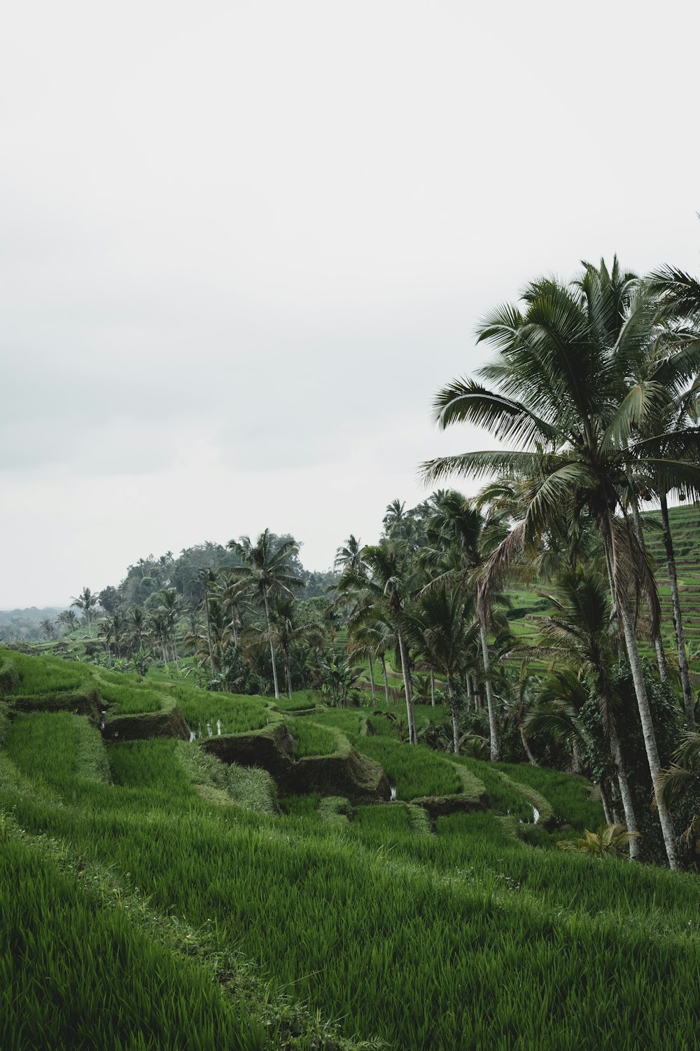 green grass field with green trees under white sky during daytime