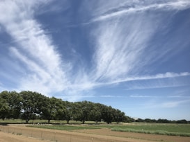 A landscape featuring expansive blue skies with wispy, white clouds stretching across the horizon. Below, there are rows of green trees bordering a vast agricultural field, which appears to be freshly plowed. The scene suggests a serene and open rural environment.