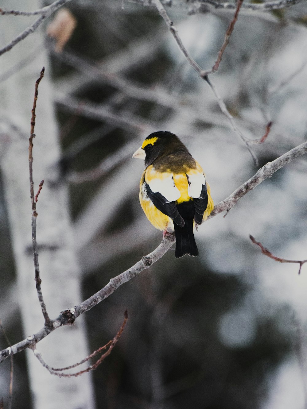yellow and black bird on tree branch