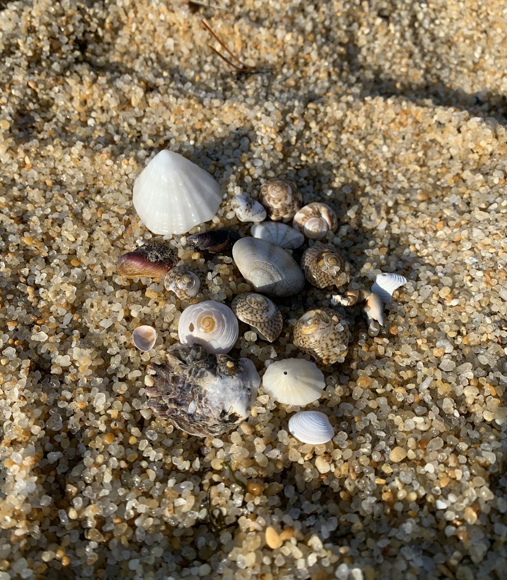 white and gray seashells on brown sand