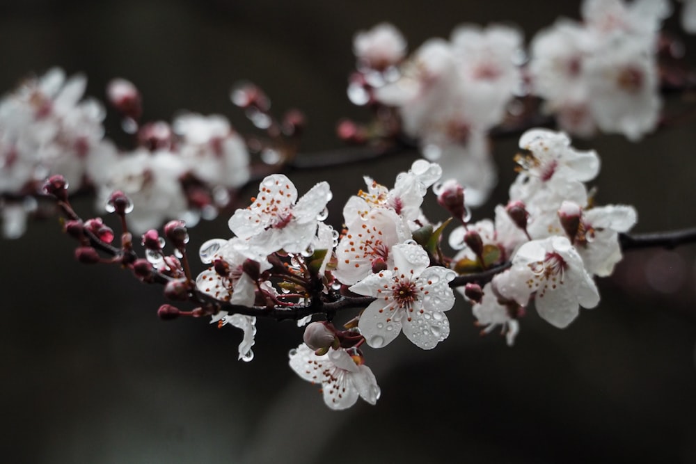 Fleurs blanches et rouges dans une lentille à bascule