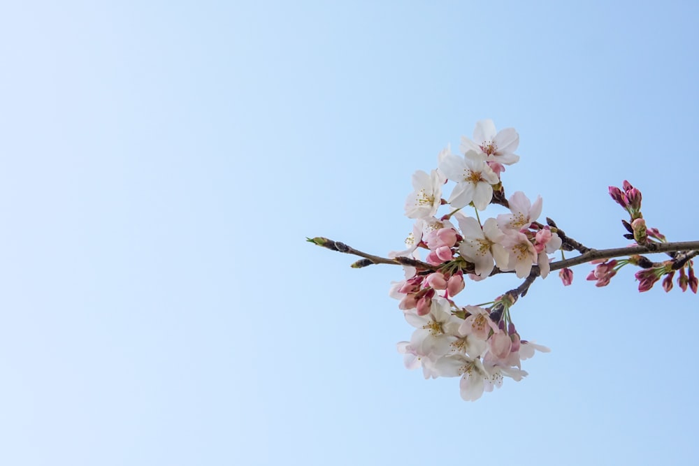 white cherry blossom in bloom during daytime