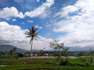 A scenic view of a lush green landscape in Indonesia.