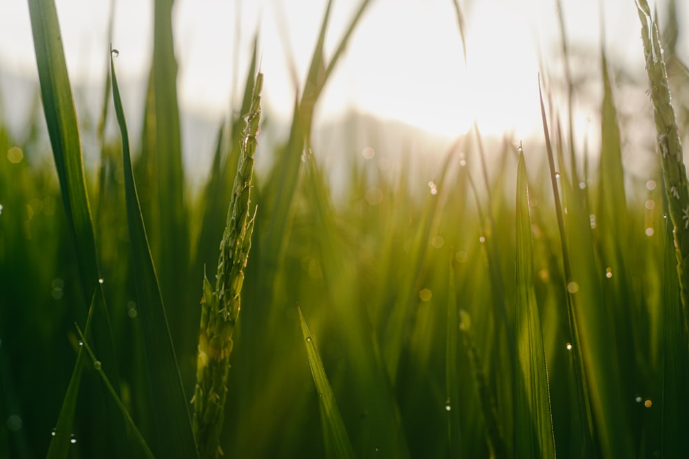 green grass field during daytime