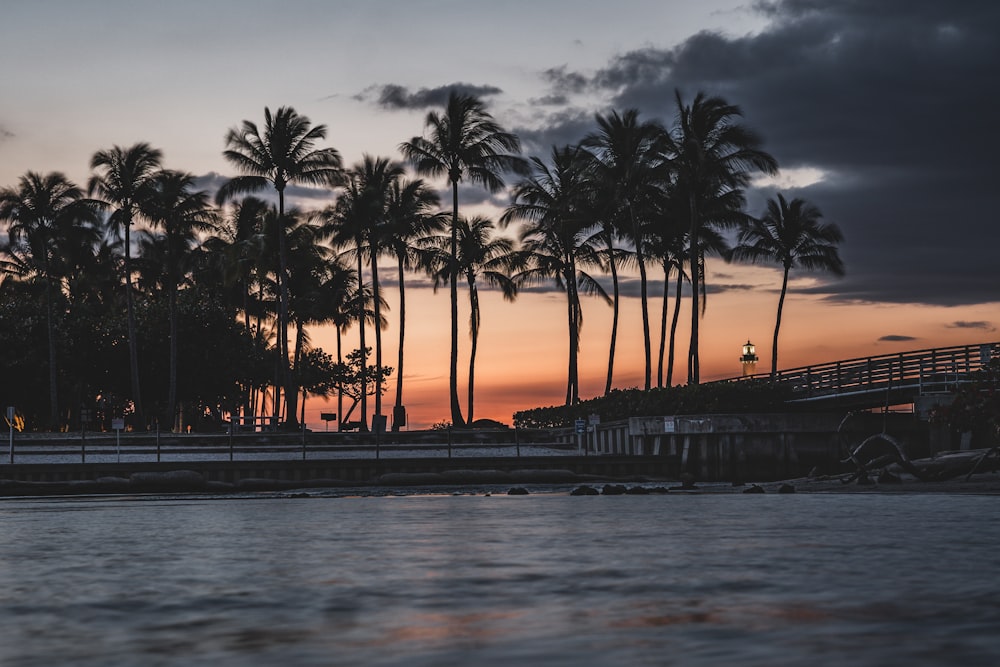 Palmen in der Nähe des Meeres während des Sonnenuntergangs