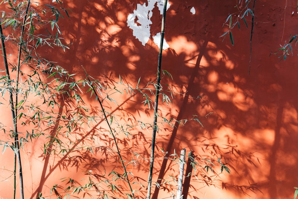 brown leaves on tree branch