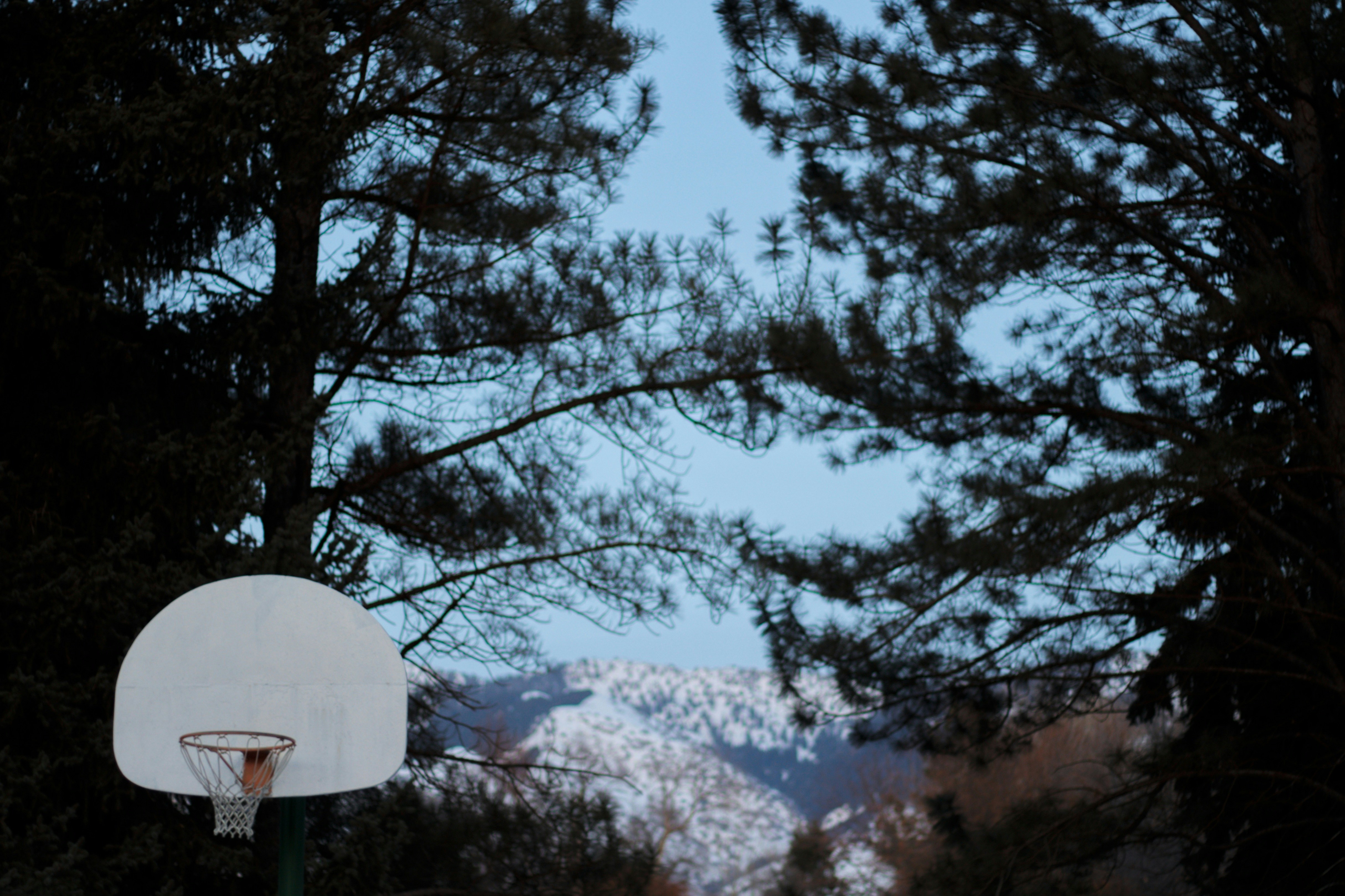 albero verde sotto il cielo blu durante il giorno