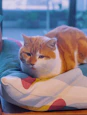 A content cat lounging in a soft sweater surrounded by vibrant cushions.