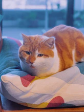 A content cat lounging in a soft sweater surrounded by vibrant cushions.