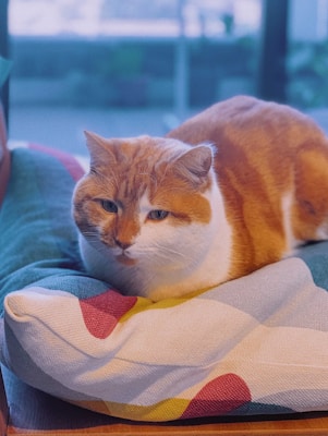A content cat with orange and white fur is resting on a colorful cushion indoors. The background is slightly blurred, suggesting a cozy indoor setting with a hint of natural light coming through a window.