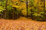 Vibrant autumn forest path covered with golden leaves.