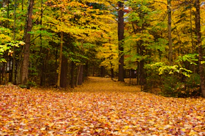 A vibrant forest path covered with autumn leaves.