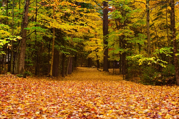 A vibrant forest path surrounded by colorful autumn leaves.