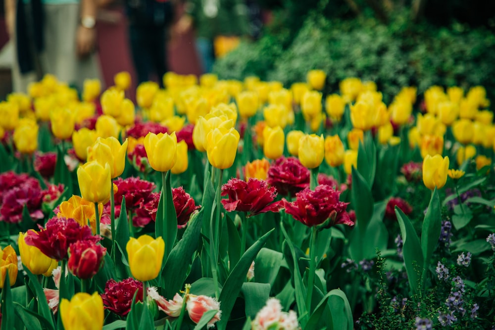 yellow and red tulips in bloom during daytime