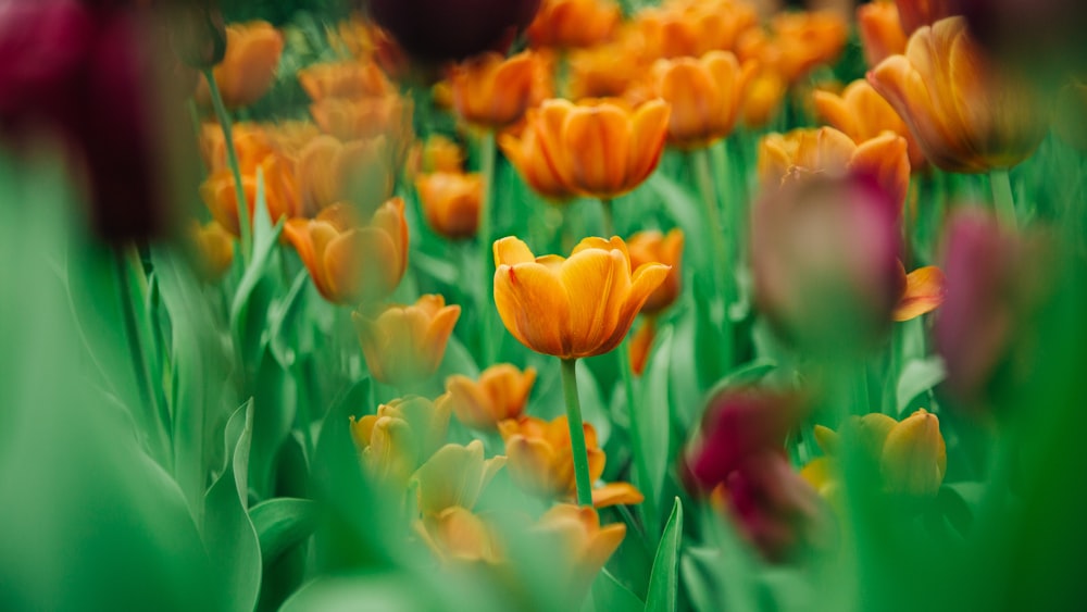 Tulipanes amarillos y rojos en flor