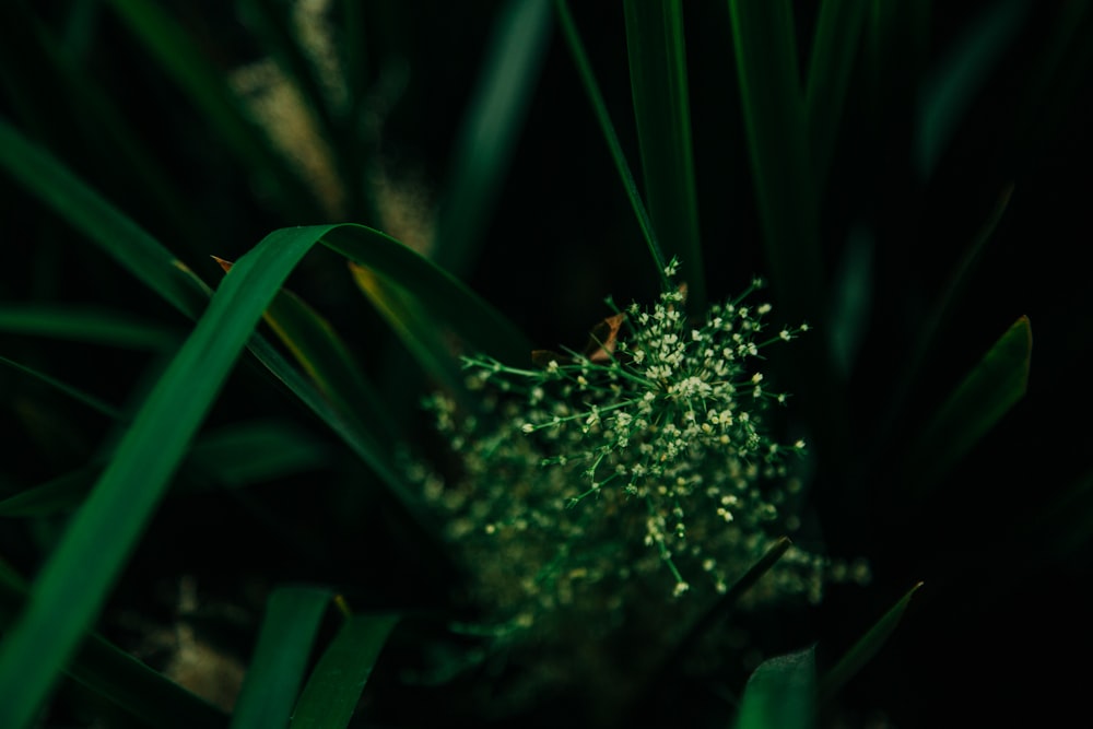 green plant with water droplets