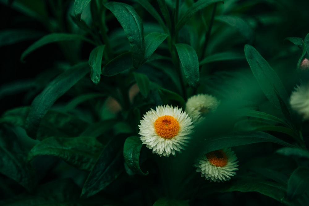 white flower with green leaves