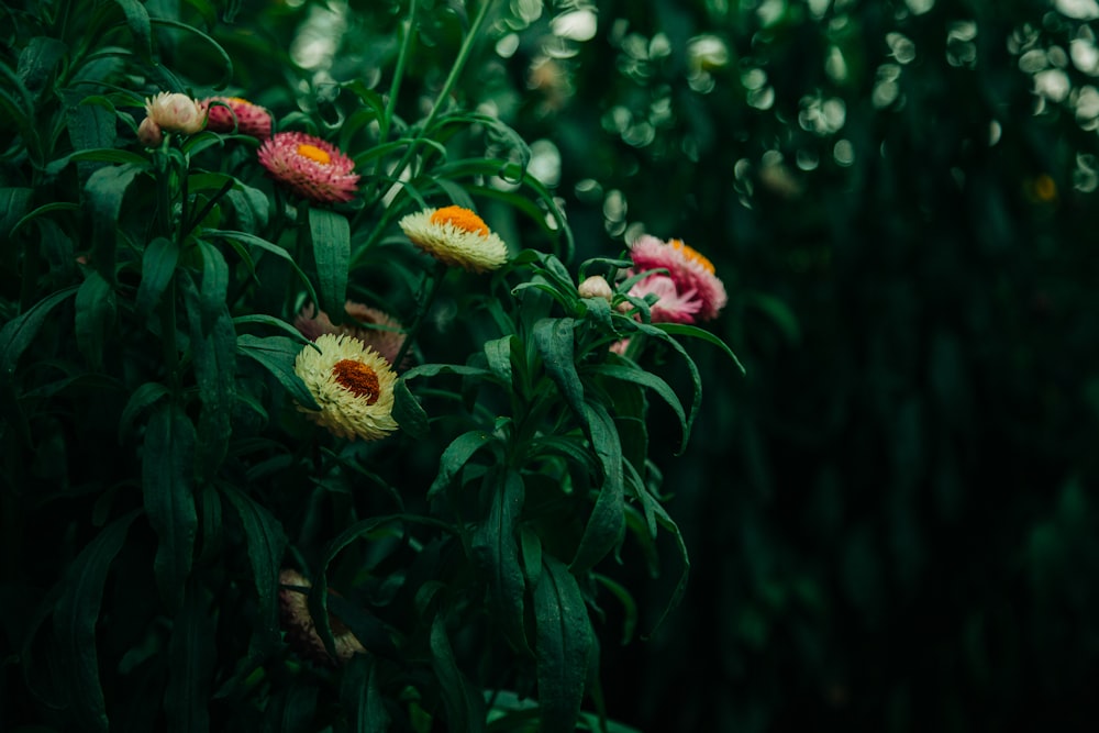 red and yellow flower in tilt shift lens