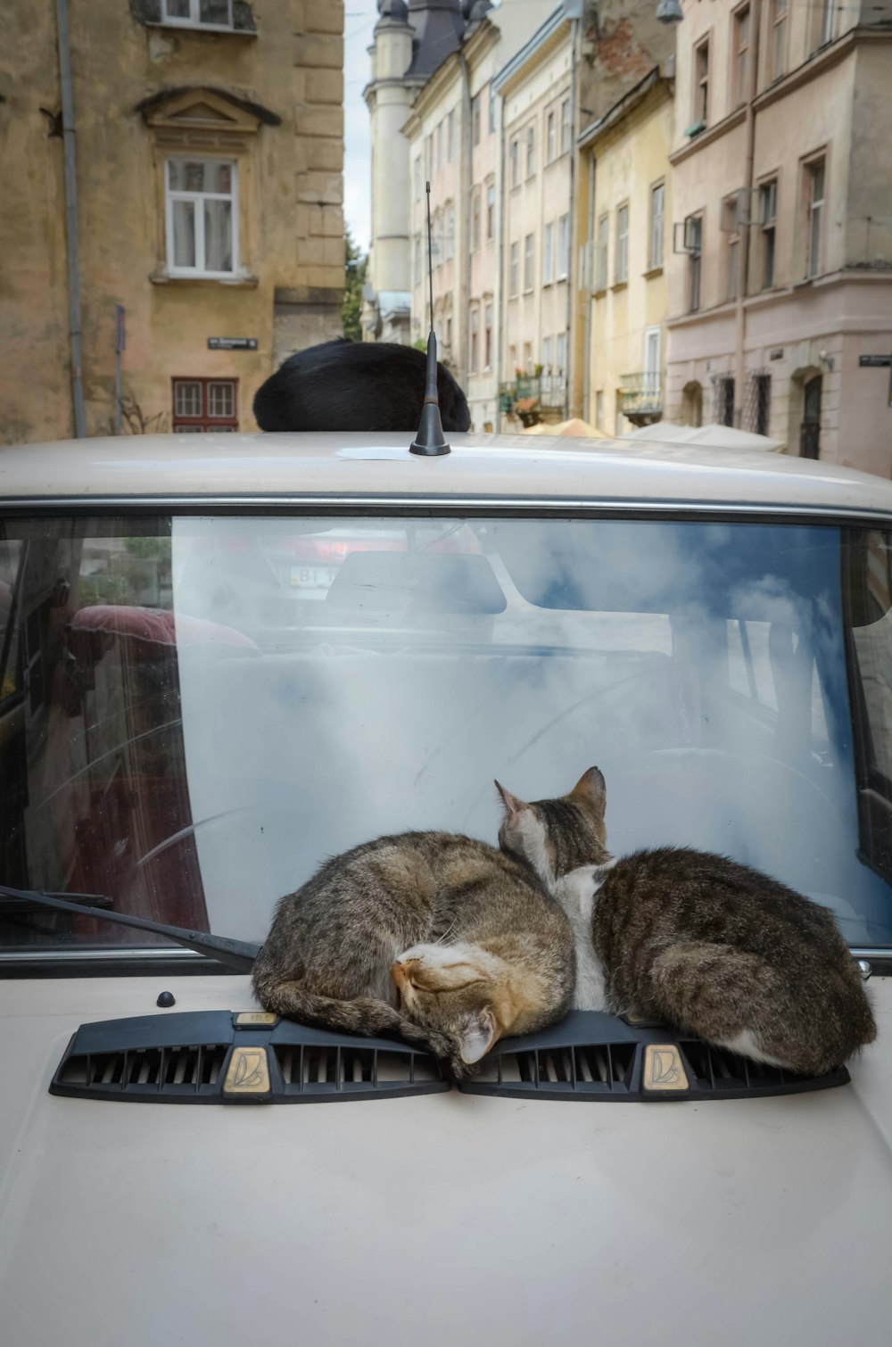 brown tabby cat on car hood