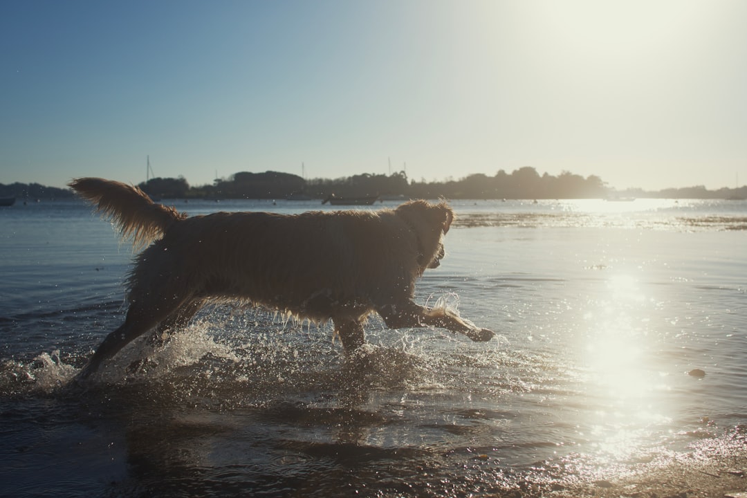 brown long coated dog on water during daytime