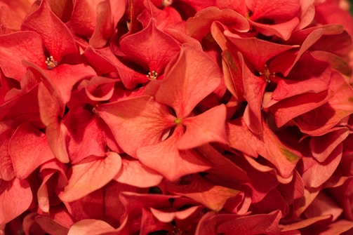 A close-up of a scarlet mormon flower pattern gently overlaying a plush red velvet box.