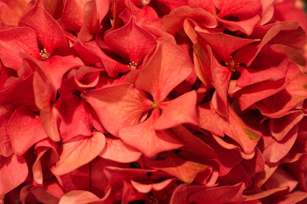 red leaves in close up photography