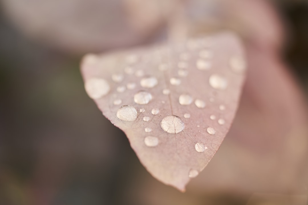 water droplets on brown leaf