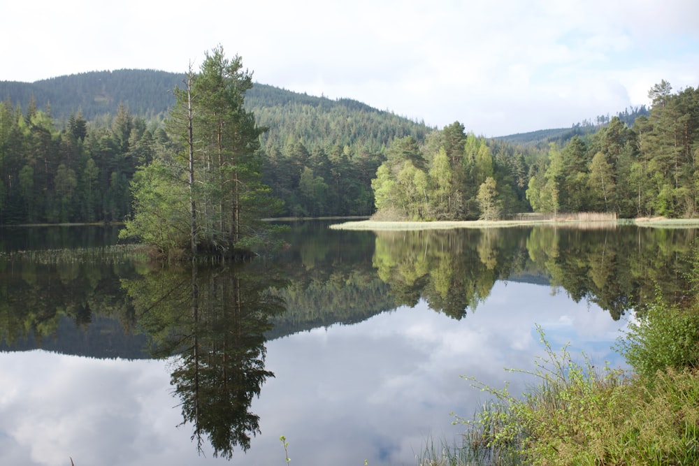 green trees beside lake during daytime