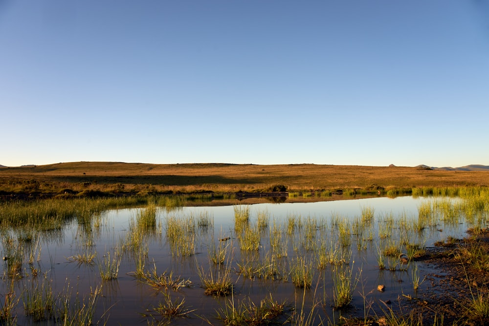 brown grass field near lake under blue sky during daytime